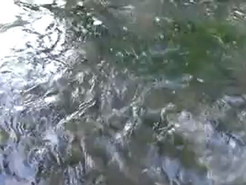 truite de l'ain relachée