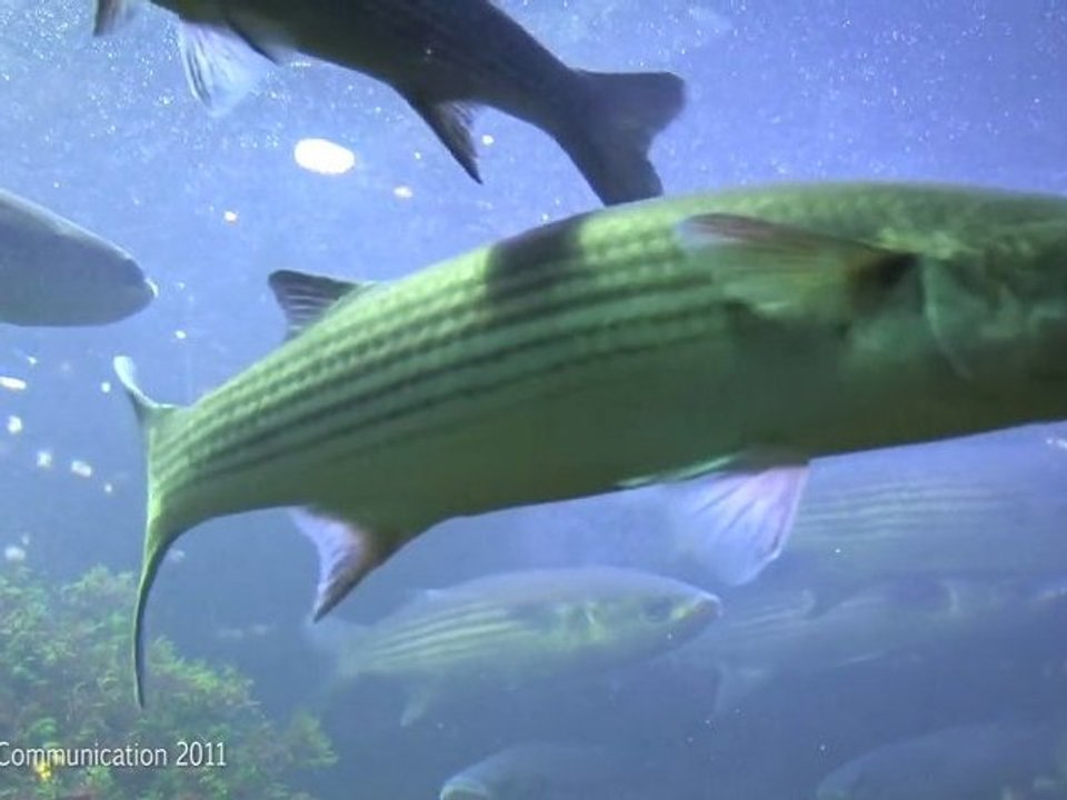 Aquarium de Vannes - Jardin aux papillons