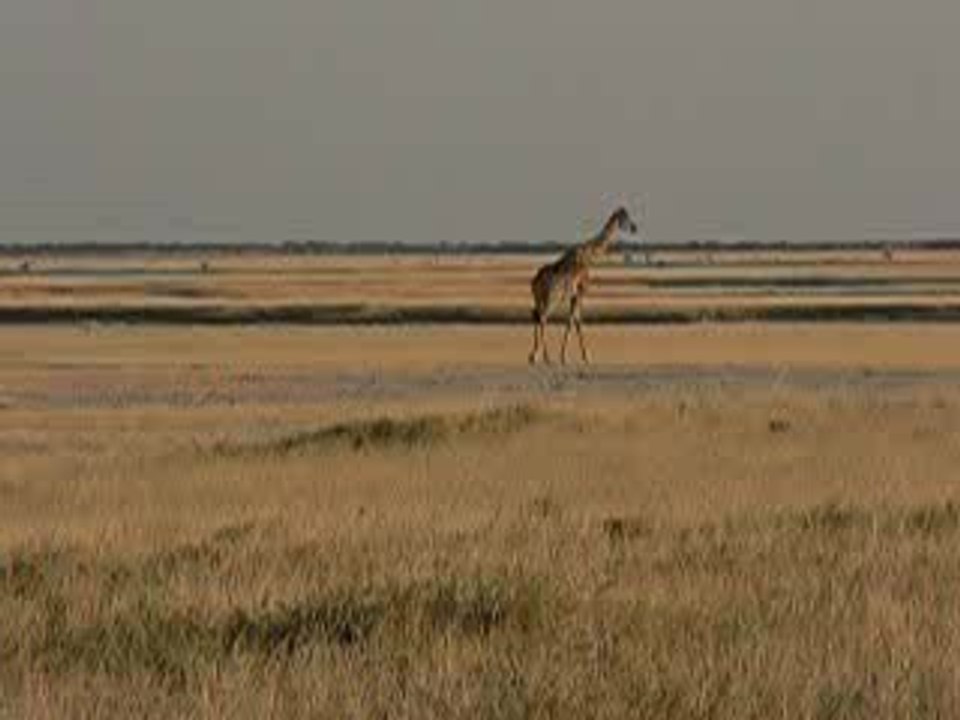 namibie-etosha-girafe