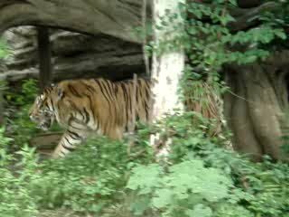Tigre au Zoo de Ueno