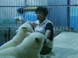 Polar Bear Twins Growing up in China