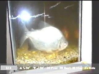 la ultima serenata los mendez huajuapan de leon oaxaca