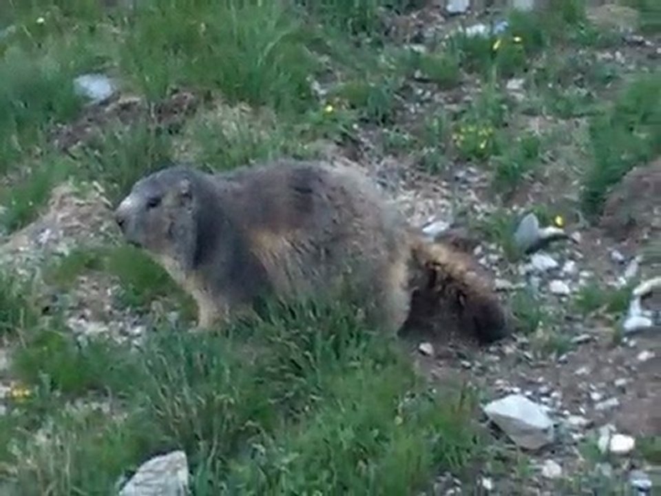 l'alpe du huez bike park