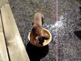 jeu d'eau de notre bouledogue français