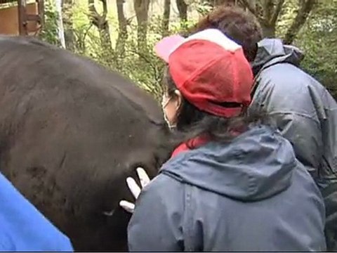 ＮＮＮドキュメント７／３１放送「原発が壊した牛の村」