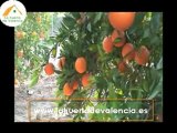 Naranjas online. Deliciosas naranjas a domicilio