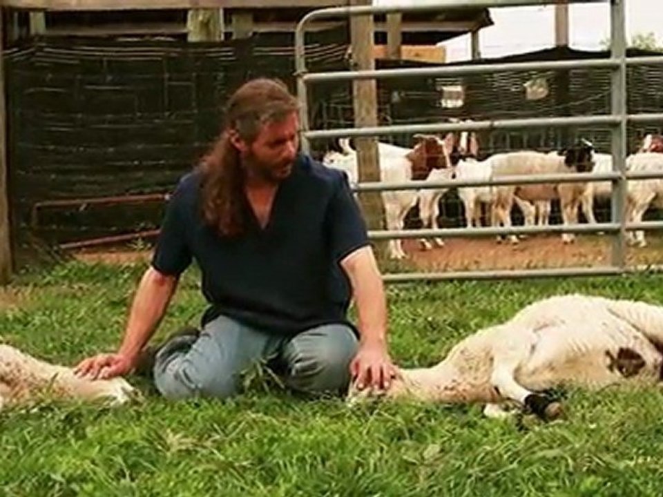 Mercy Halal Islamic Slaughter Part 1