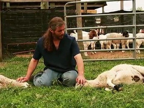 Mercy Halal Islamic Slaughter Part 1