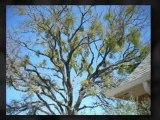 Austin Tree Services - Tree Services for the Greater Austin Area