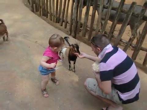 rapha avec les biquettes du zoo de la fleche fin juillet 2011