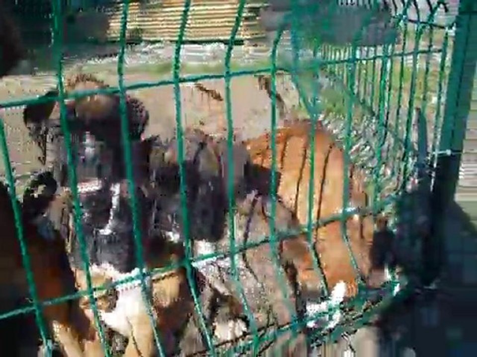chiots à 8 semaine