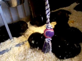 Mâle 6M portée Dido du Val d'Anzin vs Cooper du grand gout