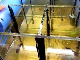 bettas splendens en parade