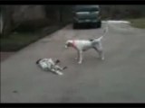 Puppy Fakes His Own Death