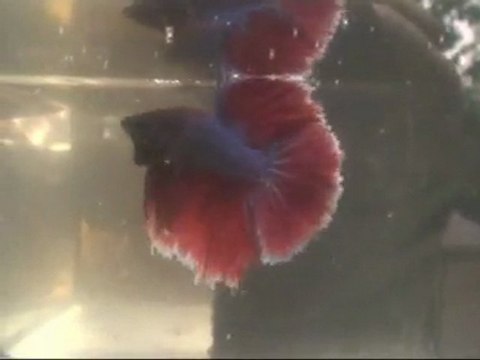 Bettas plendens, concours Show Betta: Dijon 2011.