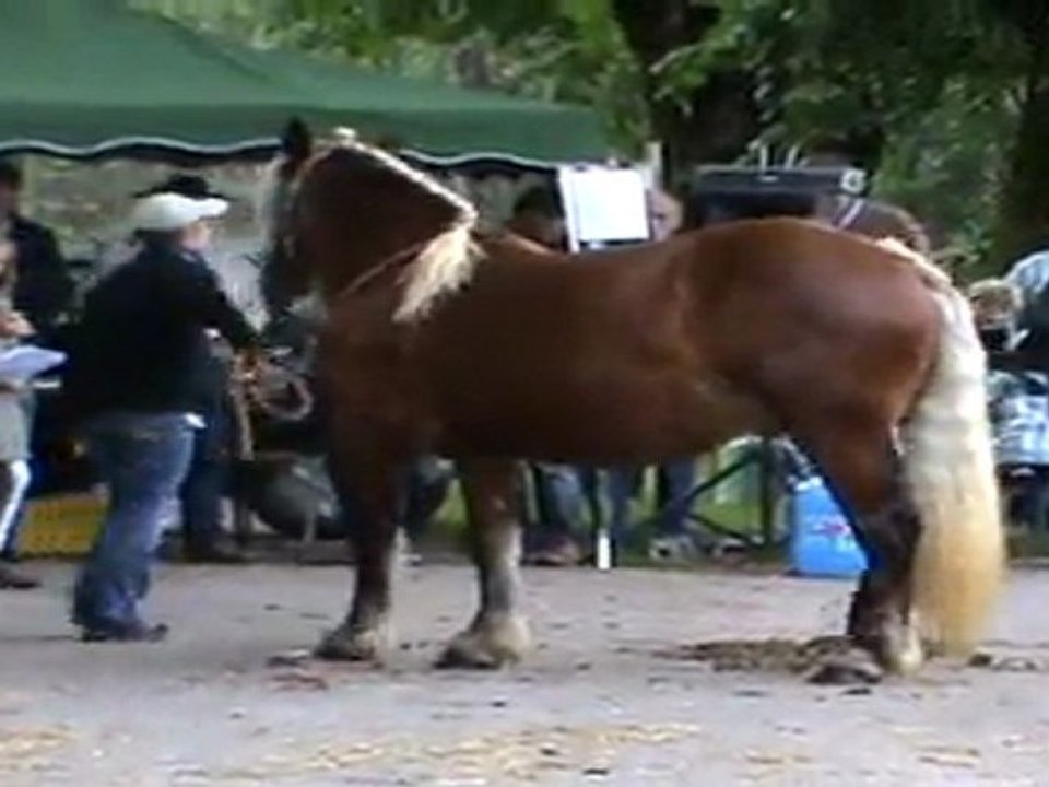 cheval comtois