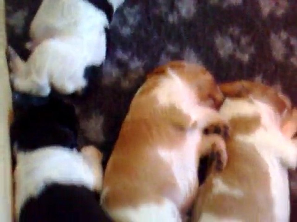 CHIOTS UBAYE 2 SEMAINES