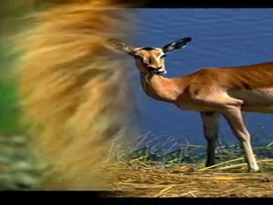 Angola