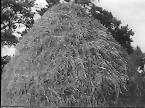 Fête de l'Oie et Battage à l'ancienne - Partie 3