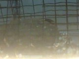 Hirondelles nid 15 le dernier oisillon estencore au nid 150620111099