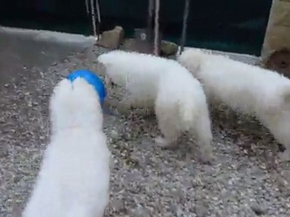 Bébés Daelynn &  Heaven