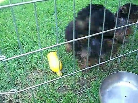 Les chiots à l' extérieur fin juillet 2011