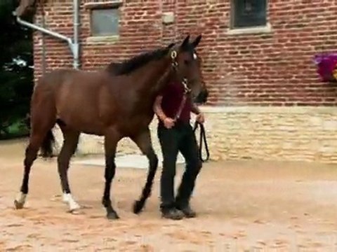 Lot 457 par Whipper et Aldovea - Présenté par le Haras de grandcamp