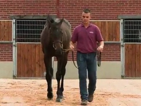 Lot 427 par SHAMARDAL et VALUE OF TIME - Haras de Grandcamp