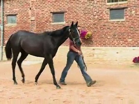 Lot 392 par SLICKLY et RUMORED - Haras de Grandcamp