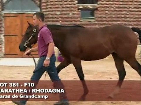 Lot 381 par BARATHEA et RHODAGNA - Haras de Grandcamp