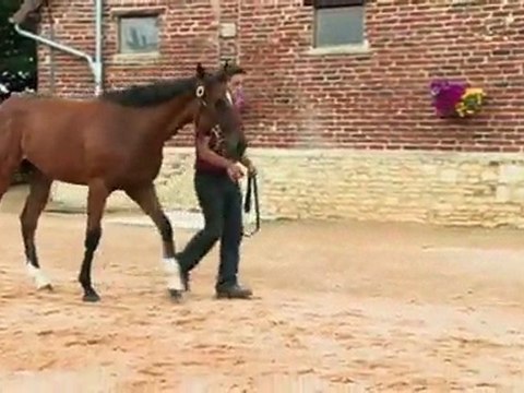 Lot 379 par FALCO et RENASCENT RAHY - Haras de Grandcamp