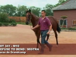 Lot 341 par REFUSE TO BEND et MISTRA - Haras de Grandcamp