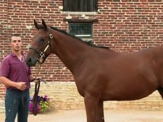 Lot 298 par DUBAWI et KALANA - Haras de Grandcamp