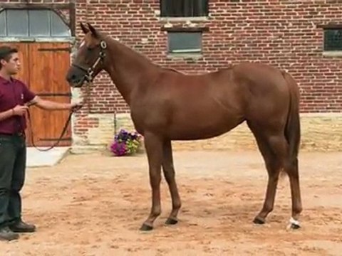 Lot 301 par MEDICEAN et KATELYNS KISS - Haras de Grandcamp