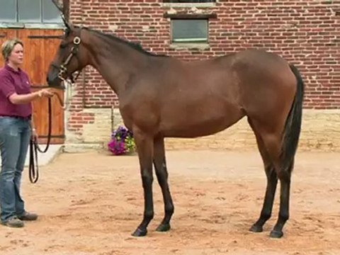 Lot 264 par LINDA'S LAD et FONTAINE RIANT - Haras de Grandcamp