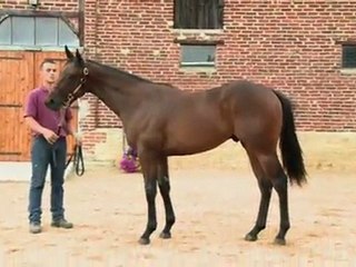 Lot 229 par ELUSIVE CITY et CATS CHOIR - Haras de Grandcamp