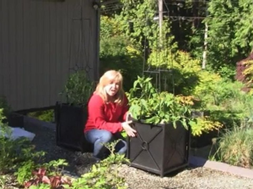 July 30/11 Senga's Vlog How To Grow Tomatoes.