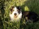 Bearded collie Dog Breed Video