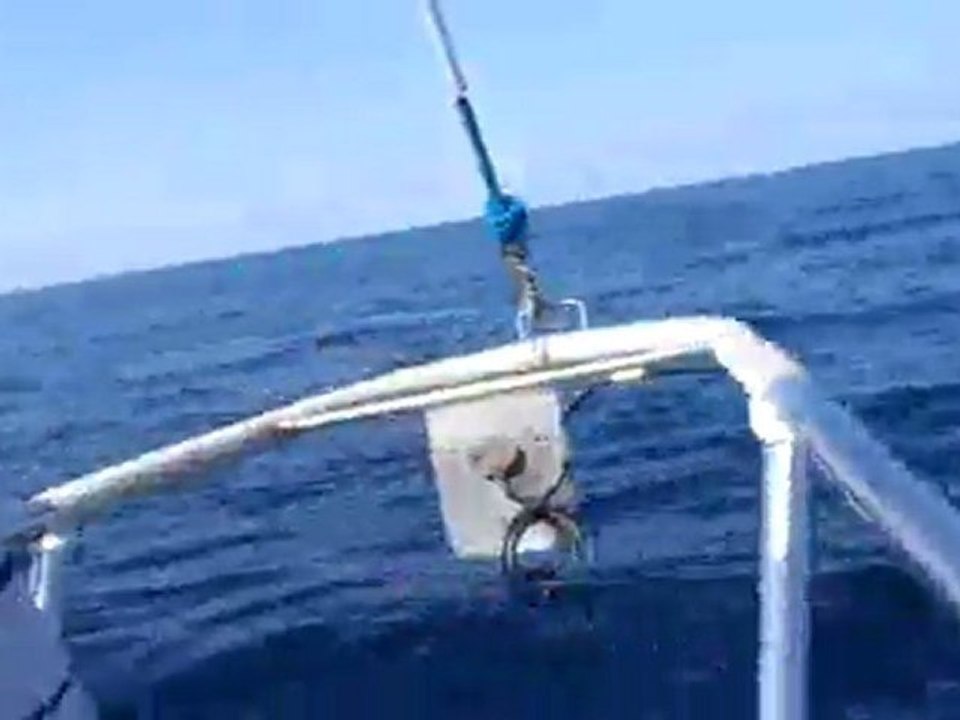 Dauphins dans le Golfe de Gascogne