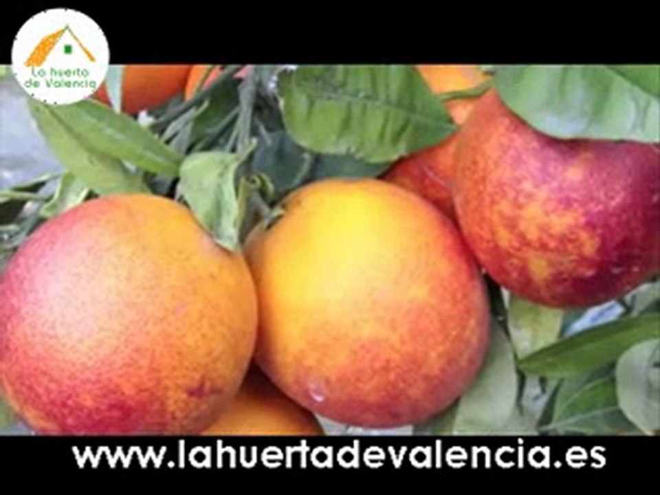 Naranjas online sanguinas de lahuertadevalencia