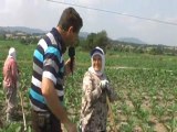 patlıcan-üretimi-gönen-türüncüköyükeşiftv-türkiyemtv
