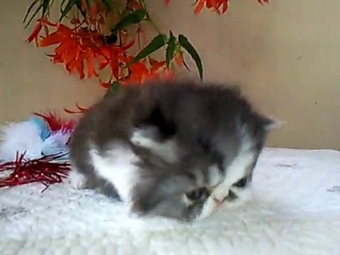 male black smoke et blanc persan