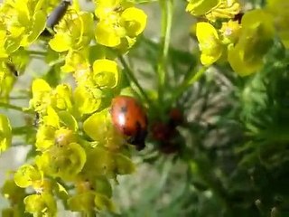 Ladybirds
