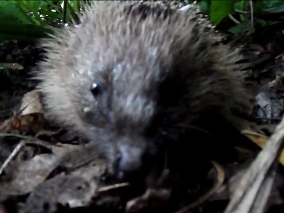 HEDGEHOG! - Caught in the city park