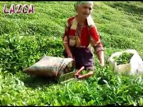 Çay Nasıl Toplanır? İşte videosu Lazca konuşma türkçe altyazılı