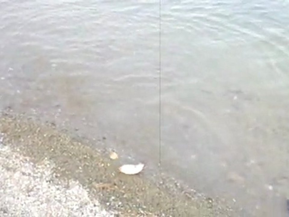 Çamlıdere sazan avı