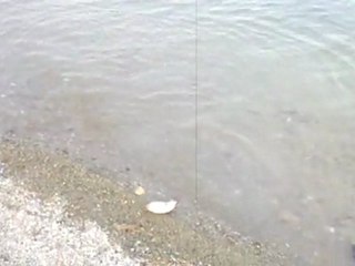 Çamlıdere sazan avı