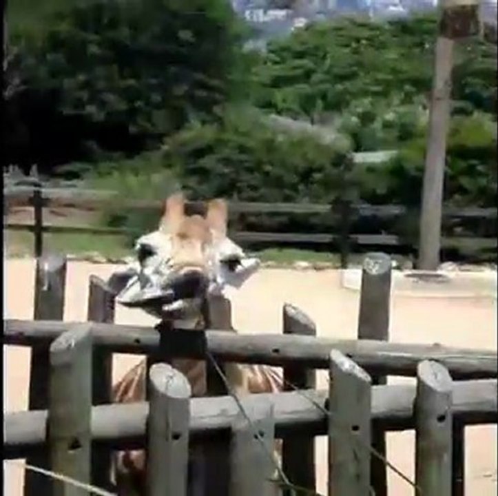 Lustige Giraffe