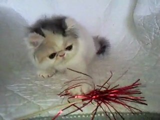 genaly persan calico dilute smoke