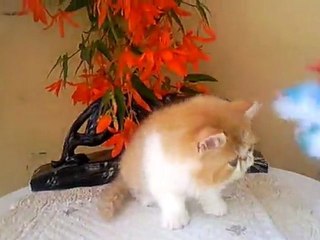 gandalf male roux et blanc persan